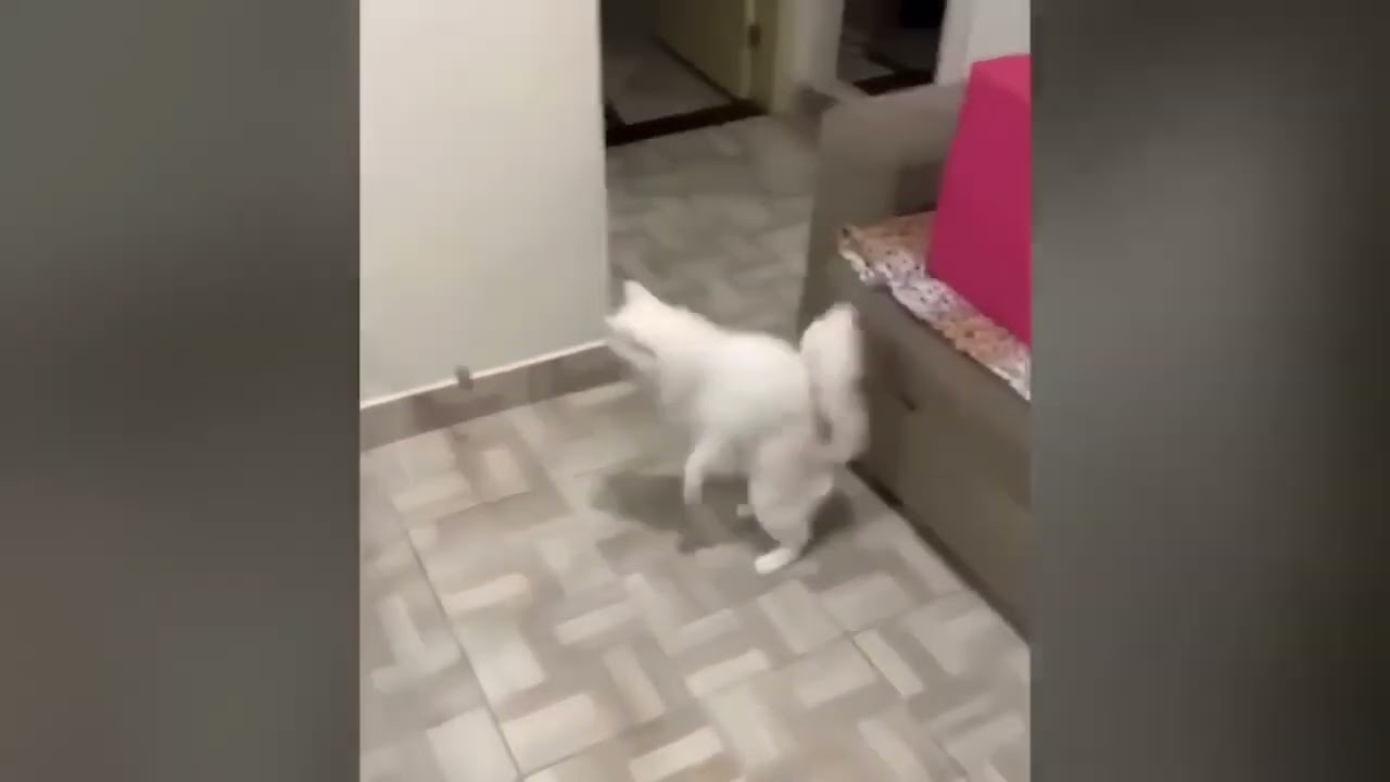 Amusing.Antics funny animal videos