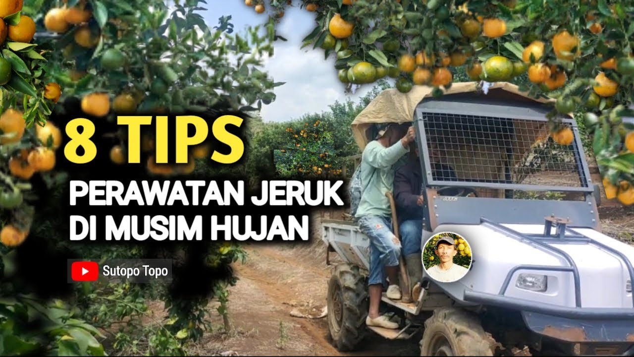 8 TIPS PERAWATAN JERUK DI MUSIM HUJAN
