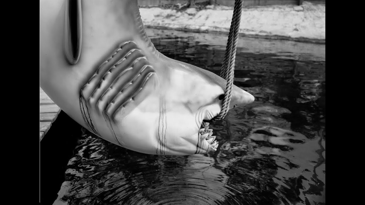 Jaws Photo Shoot.