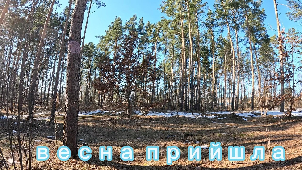 Прогулянка у весняному лісі ... р.  Стир 3 Березня 2026р.