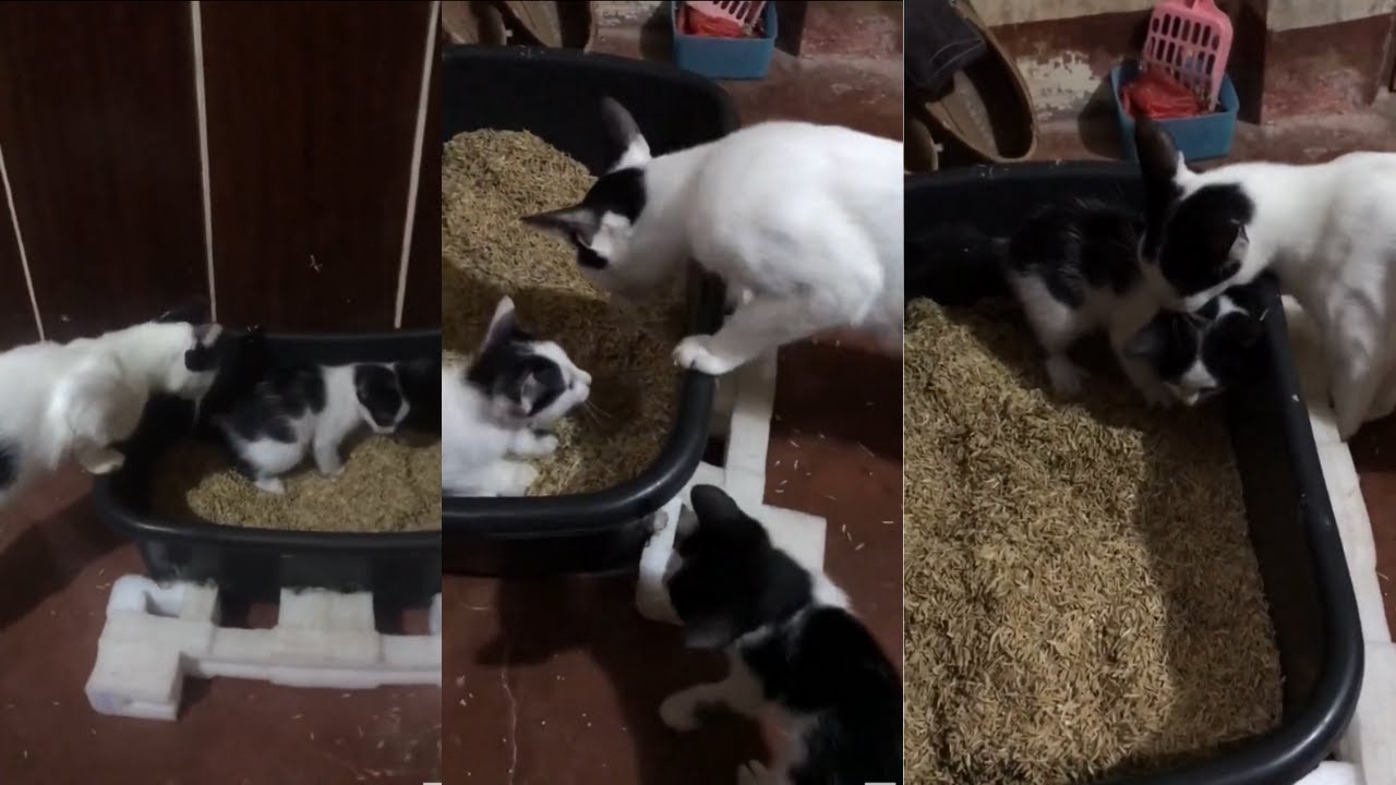 Kittens First Time Pooping Mother Cat is Concerned | kitten poop