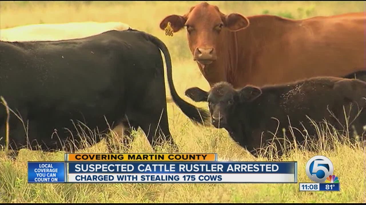 Suspected cattle rustler arrested, charged with stealing 175 cows