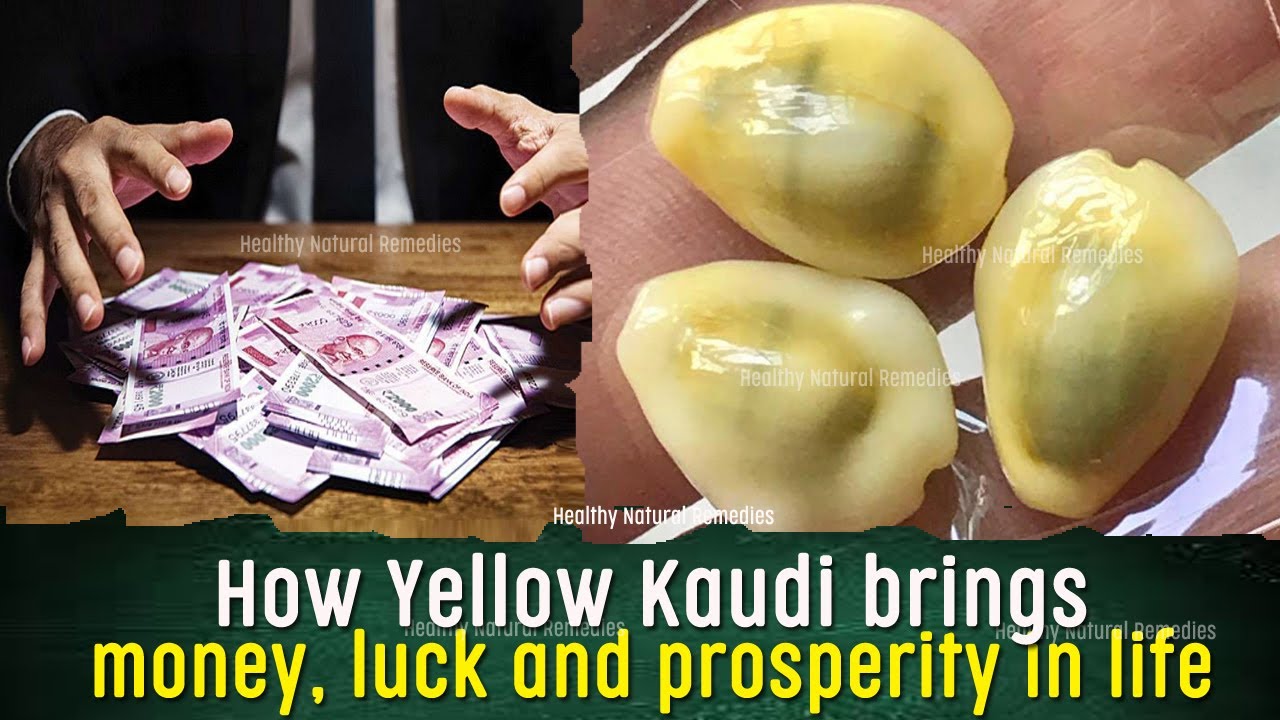 Yellow Kaudi brings money, luck & prosperity | Keep Cowries in Wallet or Locker