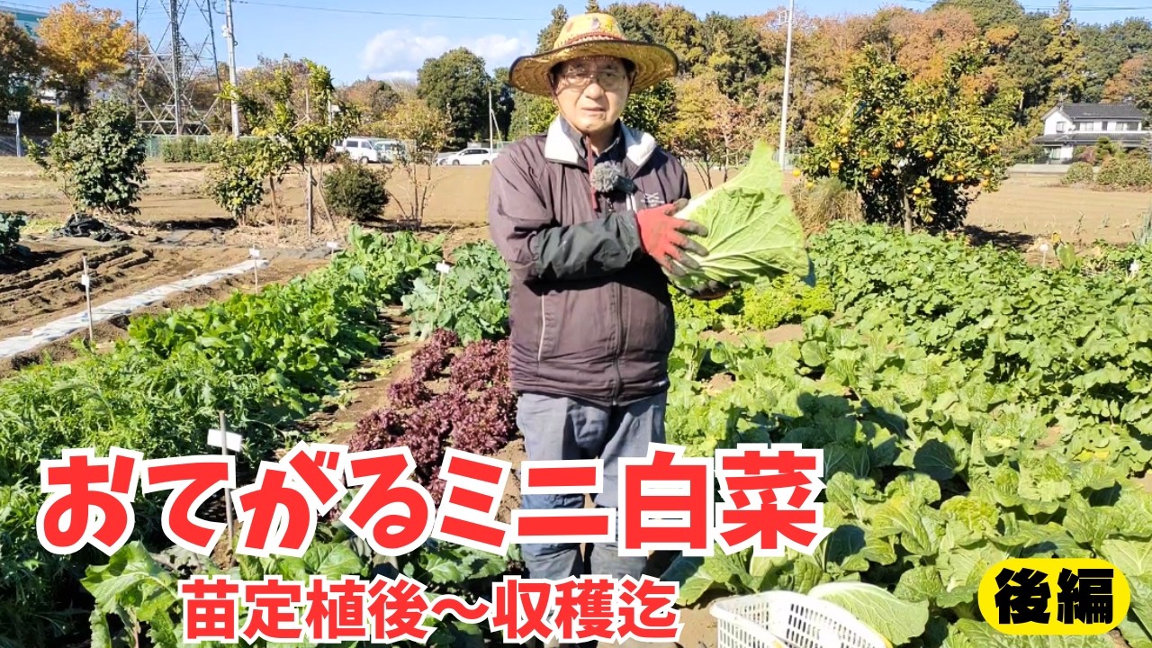 【おてがるミニ白菜】【後編】苗定植後～収穫迄｜結球迄の流れと収穫タイミング　2025年10月7日　10月17日　10月31日　11月17日　11月28日