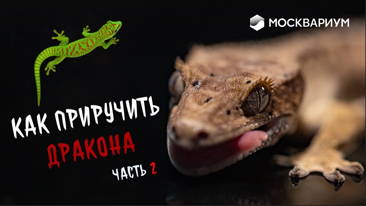 Как завести экзотическую ящерицу у себя дома (ч. 2)