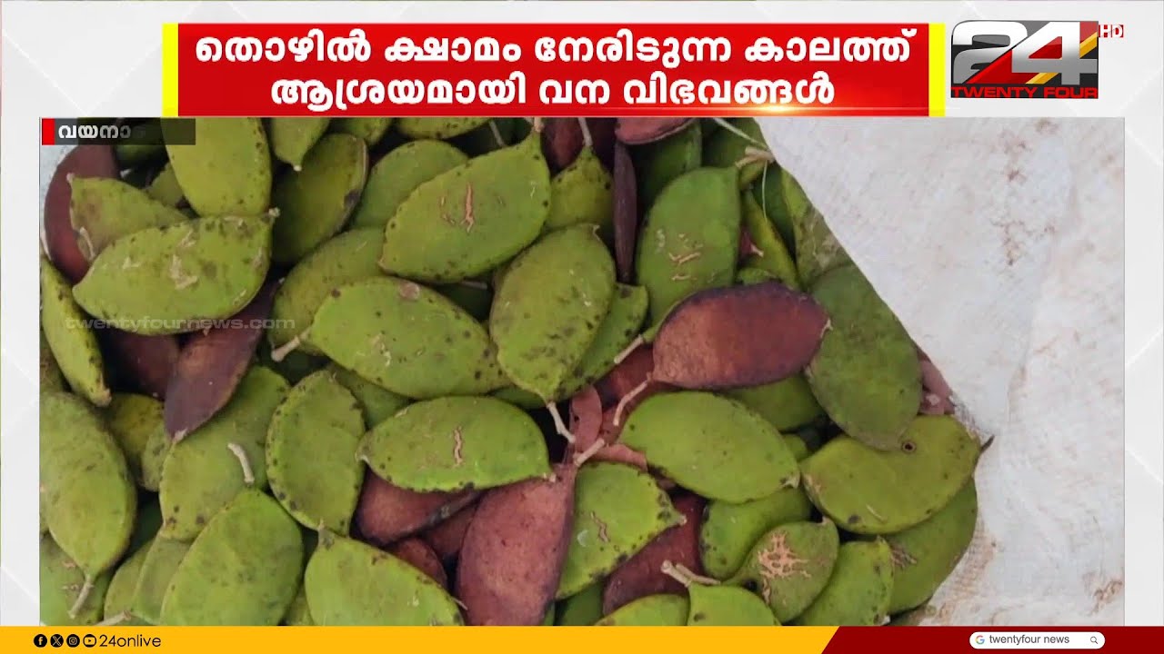 തൊഴിൽ ക്ഷാമം നേരിടുന്ന കാലത്ത് പൊങ്ങുകായ ശേഖരിച്ച് ഉപജീവനം നടത്തുന്ന ഗോത്രജനത