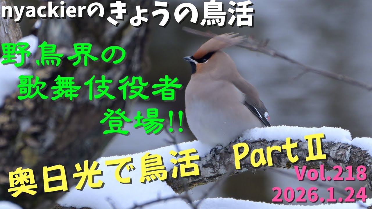 【野鳥】 nyackierの今日の鳥活 Vol.218　2026年1月24日　奥日光で探鳥 PartⅡ　野鳥界の歌舞伎役者 キレンジャク 登場 !!　他にもコガラ・カワガラス・オオアカゲラ など