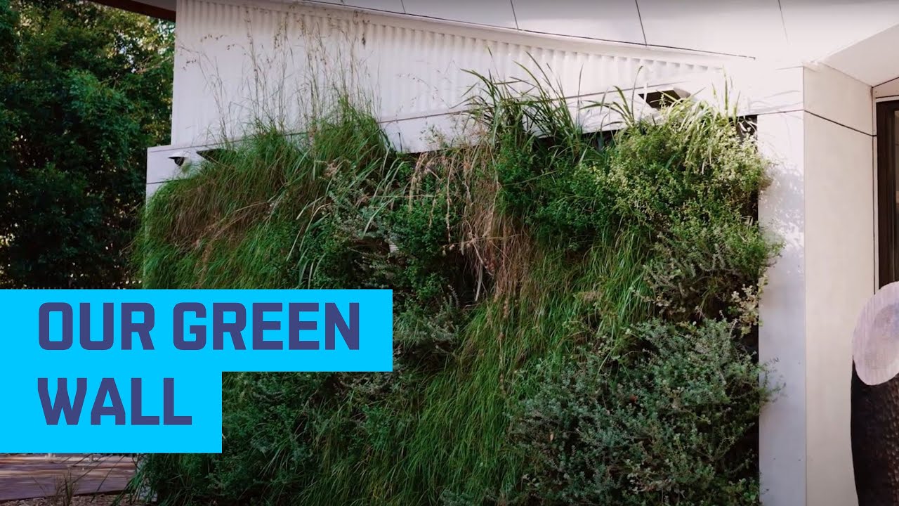 How green walls can cool buildings and benefit the environment