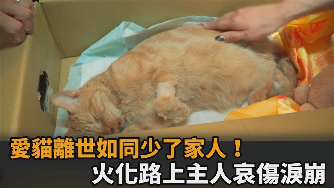 珍惜還在的人事物！愛貓離世如同少了家人　火化路上主人難忍悲傷淚崩－民視新聞
