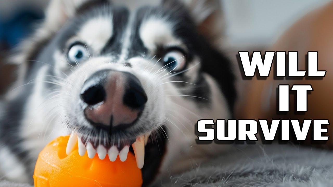 Creating a 3d Printed Dog Toy in TPU and testing its strength against a Husky