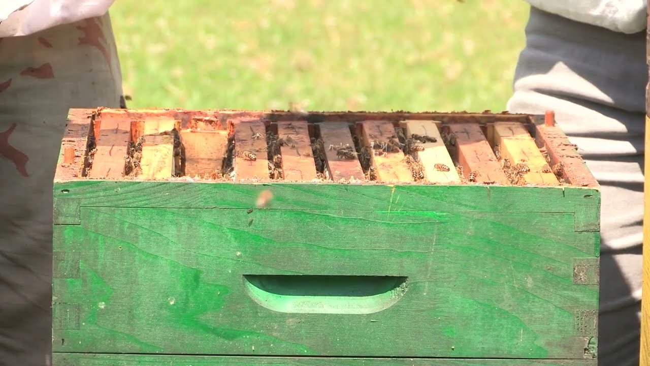 Boja meda ep. 386 29.07.2025. Produžetak pčelinje paše, ventilacija u košnici tokom paše