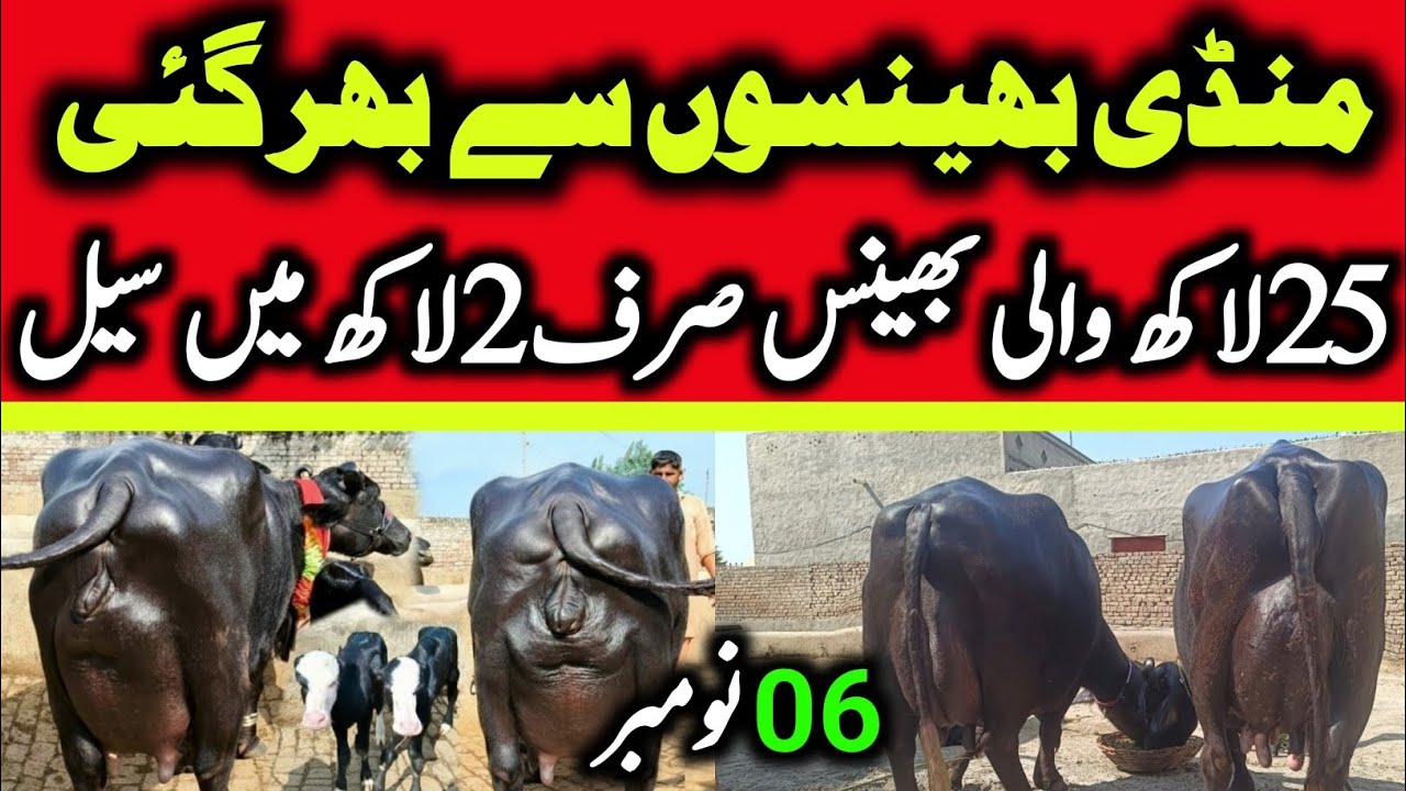 Buffalo Fresh Rates Update | Sabse Sasti Mandi | Bhains Ki Mandi | Mandi Ki Video | Murrah Buffalo 