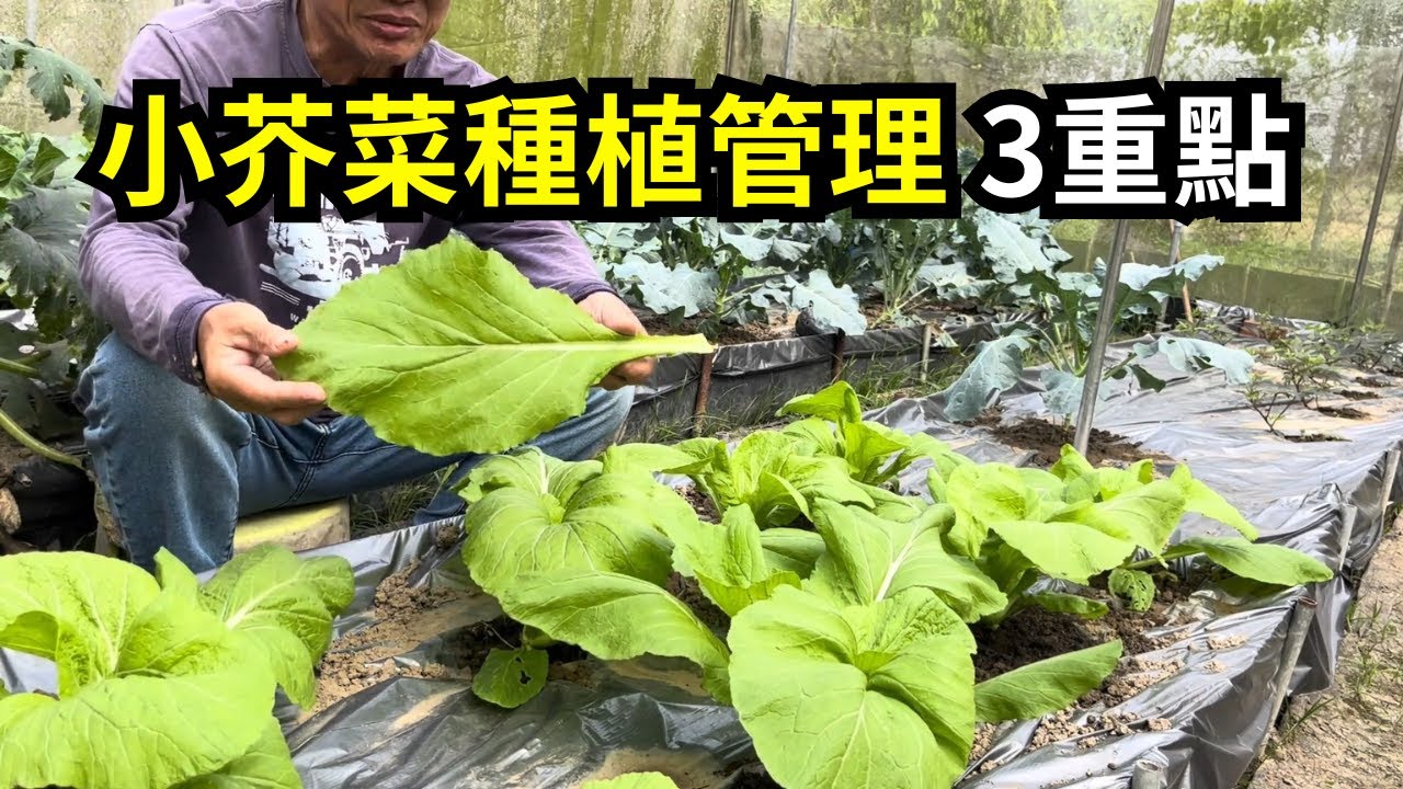 小芥菜種植管理三重點，如何施肥讓葉菜長得快又漂亮?補充微量元素長更好| 阿星種植