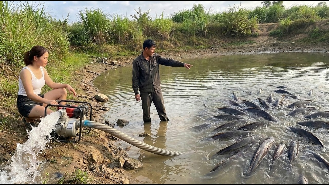 [TIMELAPSE] Harvesting Tons of Fish from a Mud Pond | 288 Days of Hard Work