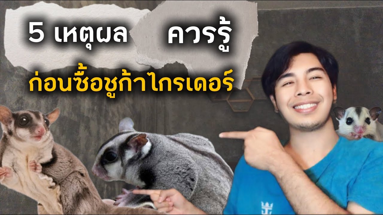 ใครที่กำลังจะซื้อชูก้าไกรเดอร์มาเลี้ยง ต้องดูคลิปนี้ก่อนซื้อ..!!