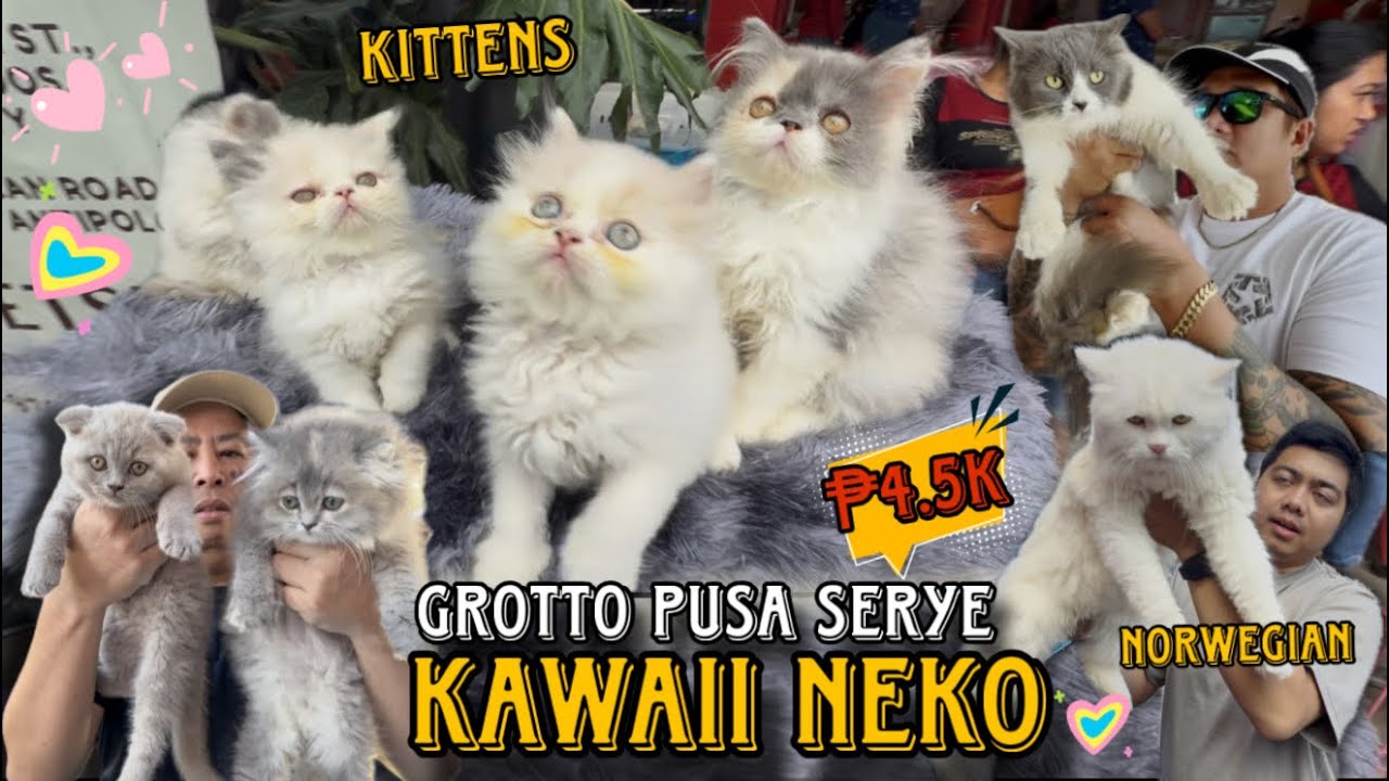 PINAKAMURANG PUSA SA GROTTO PET MARKET/ MARCH 15 2026/ GROTTO PUSA SERYE/LOVELY PETS