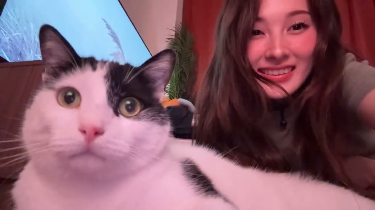 folding a mountain of laundry and chatting while cat sitting - tinakitten vod (10/26/25)