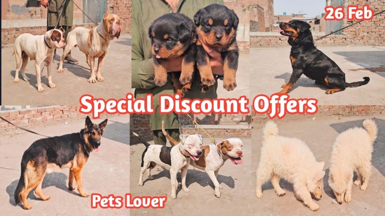 rottweiler | german shepherd | husky | american bully | russian puppies | Pets Lover Lahore 