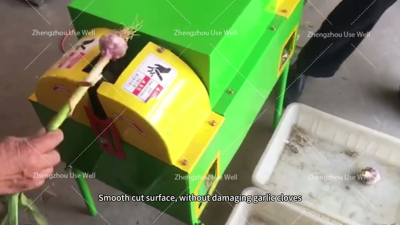 Garlic Root Cutting Machine | Fresh garlic root stem cutting machine #garlic