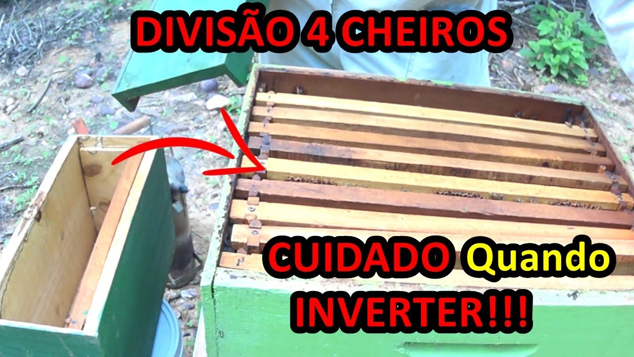 DIVISÃO DE ABELHA APIS COM 4 CHEIROS | APICULTURA NA PRÁTICA ISSO ACONTECE (01)