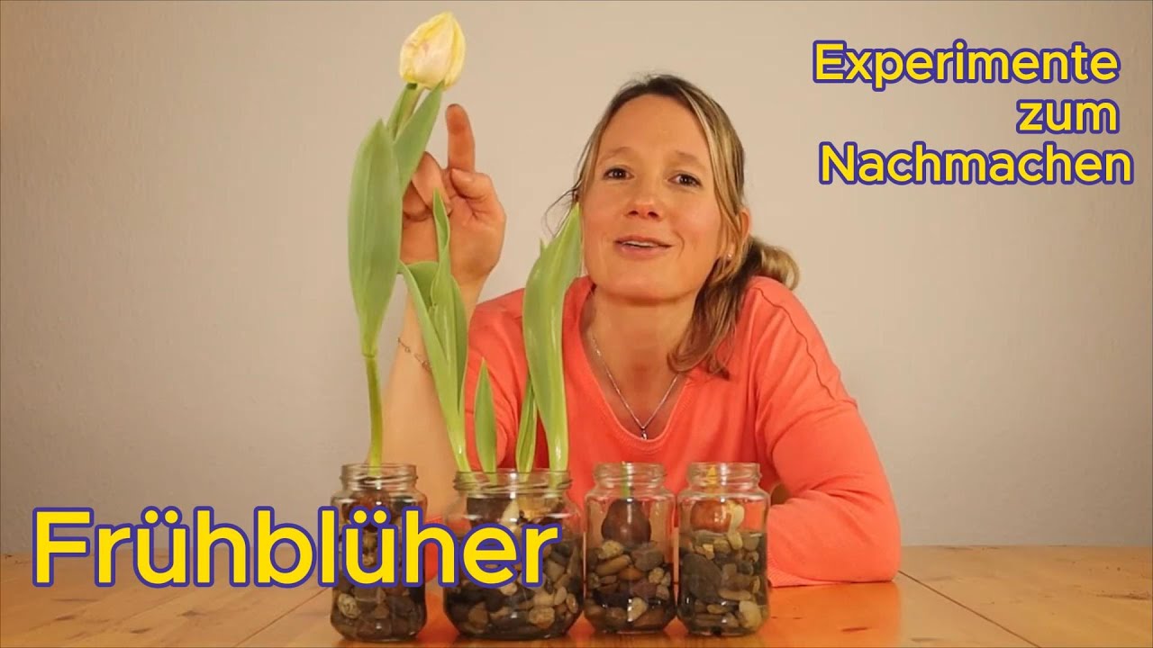 Mach mit! Fr&uuml;hbl&uuml;her - Experimente zum Nachmachen