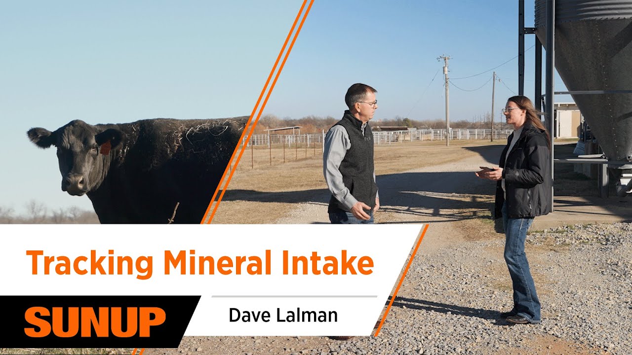 Beef Cattle Minerals Explained: How to Know What to Supplement