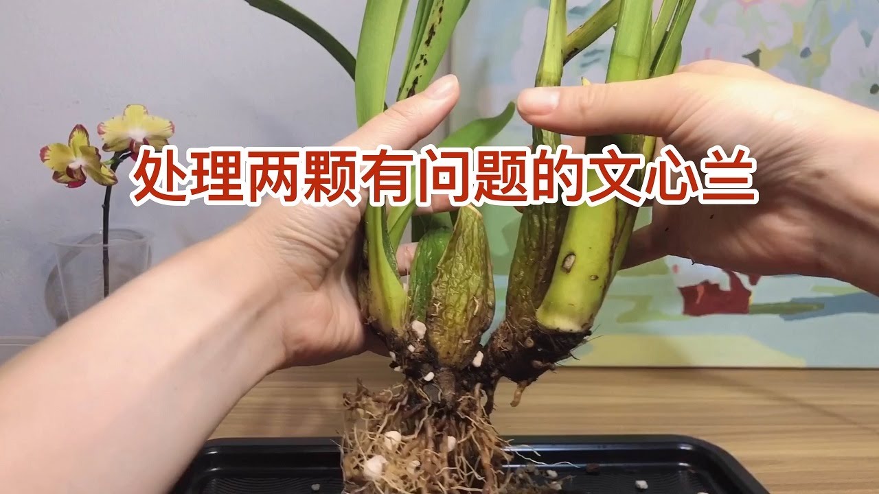 给两颗有问题的文心兰换盆