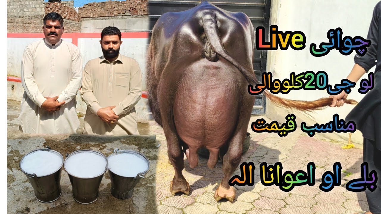 ملک مدثر اعوان شریف3بلکل سجری سوئی بھینسیں برائے فروخت22رمضان2026 apna surkyian channel 