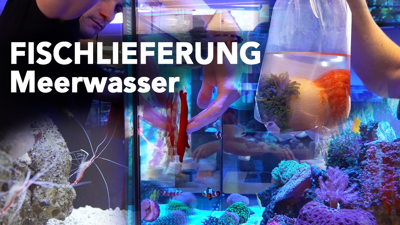 NEUE FISCHLIEFERUNG - Meerwasserfische auspacken + Eingew&ouml;hnen