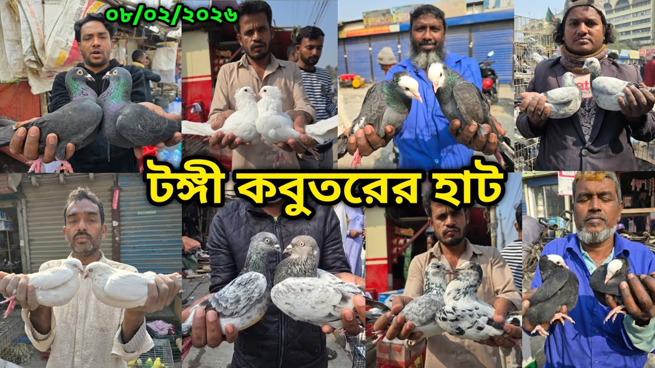 ০৮/০২/২০২৬ টঙ্গী কবুতরের হাট | Tongi kobutor hat 2026 | Biggest Pigeon Market in Bangladesh 2026