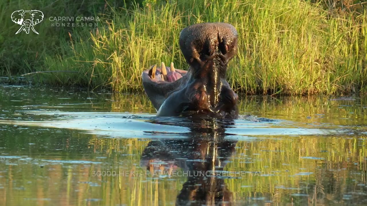Ondjou Jagdsafaris Namibia