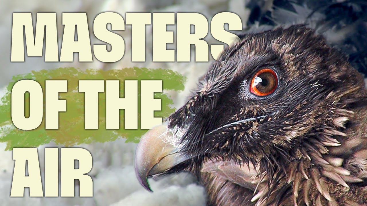 The Bone-Breaking Vulture | FULL DOCUMENTARY | Europe's Wilderness | @Ultimate Nature Documentaries