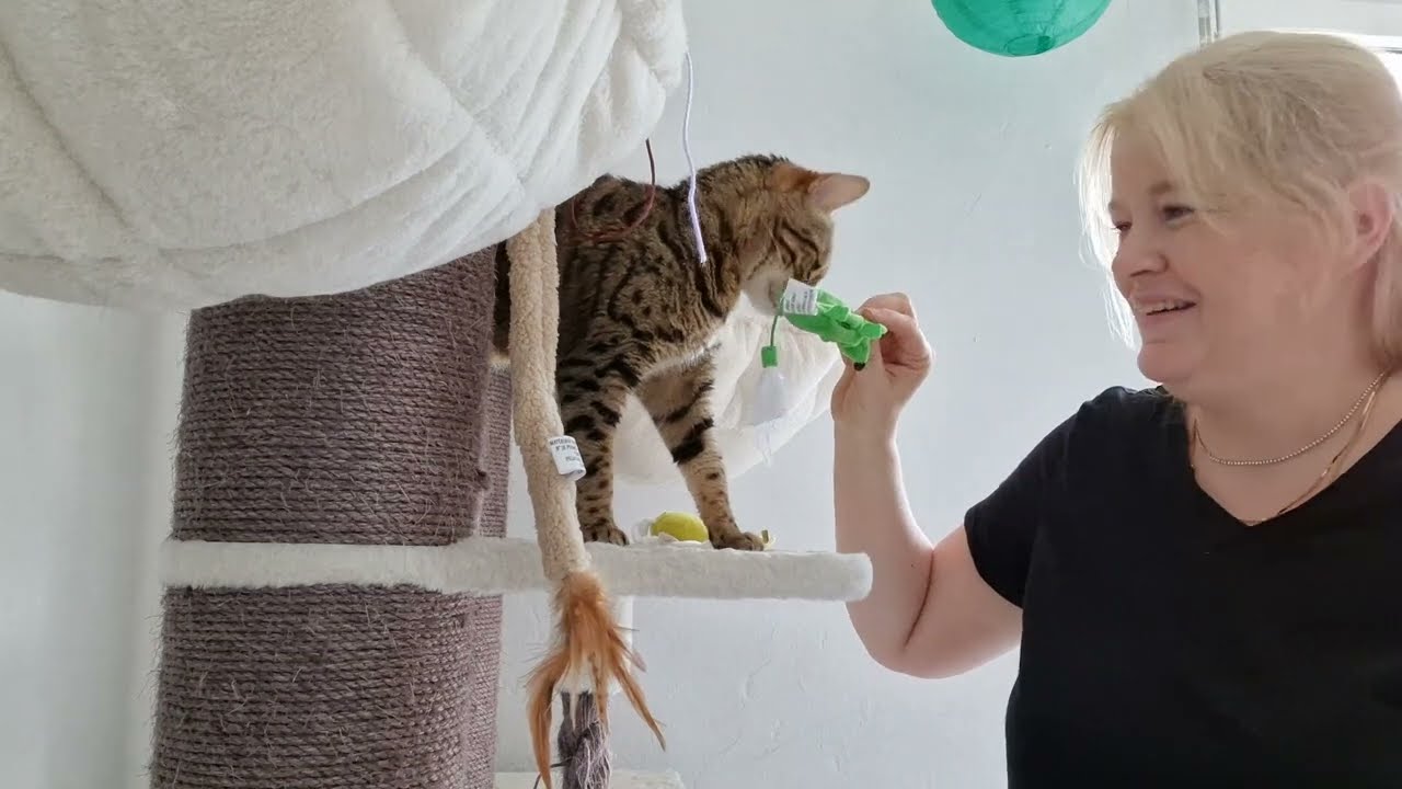 Surprise Box für Katzen 🐱 Zoostore  ❤️