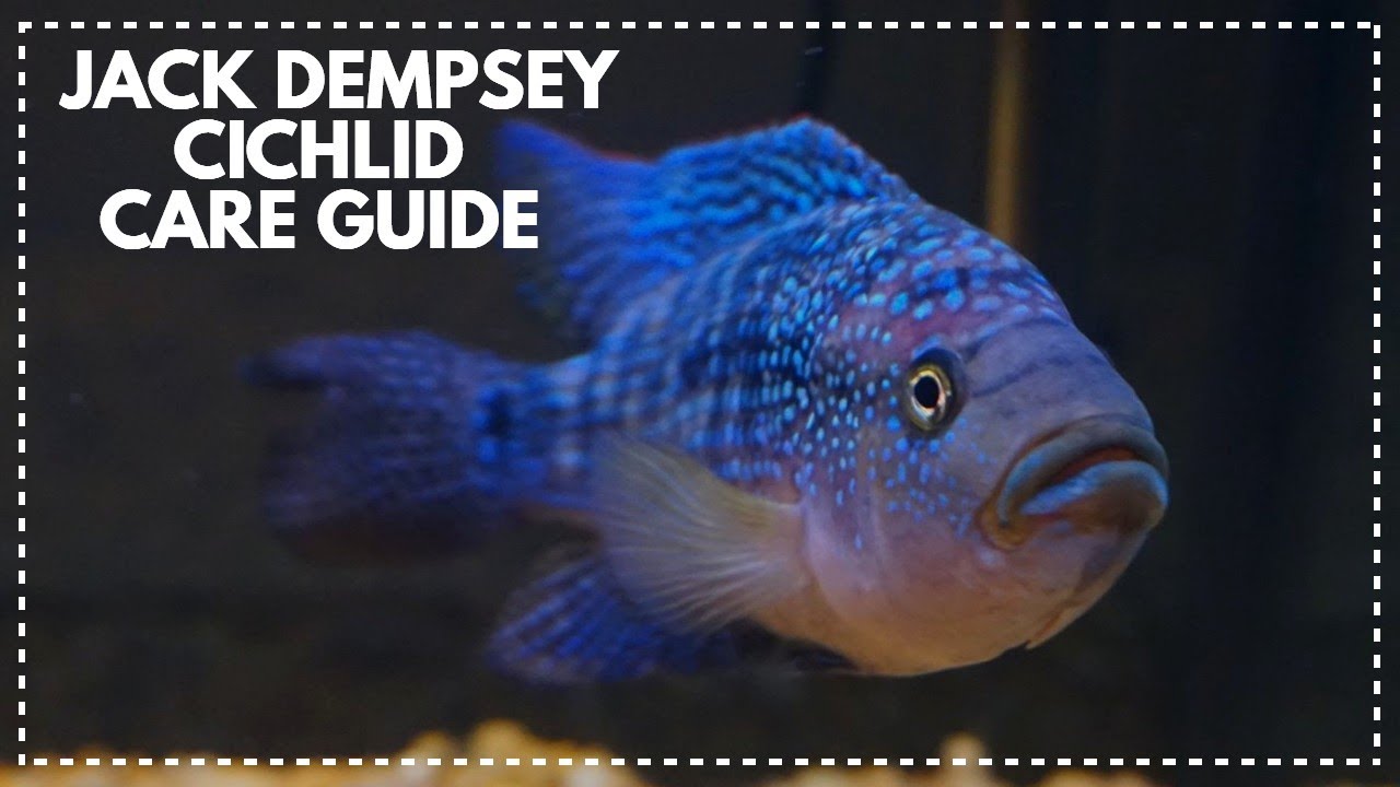 JACK DEMPSEY CICHLID CARE GUIDE