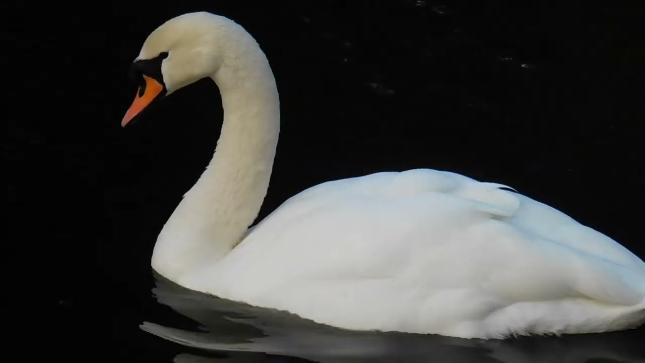 Mute Swans