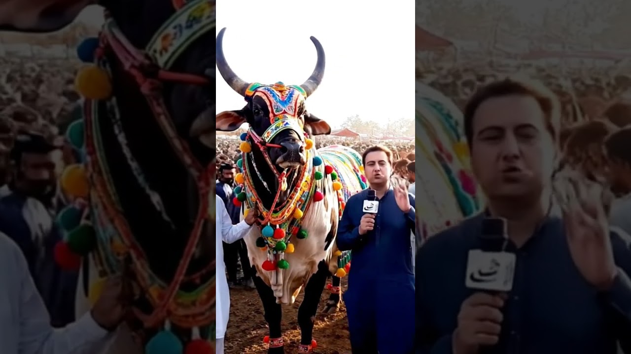 Biggest Bull.. Imran Khan, Karachi Cow Market 2025 #EidUladha #Animal #Sacrifice