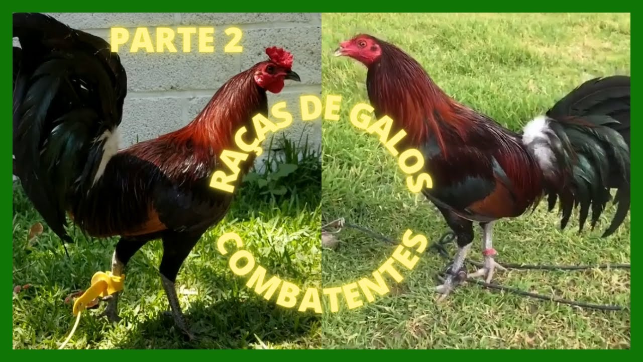 Raças de Galos Combatentes Parte 2