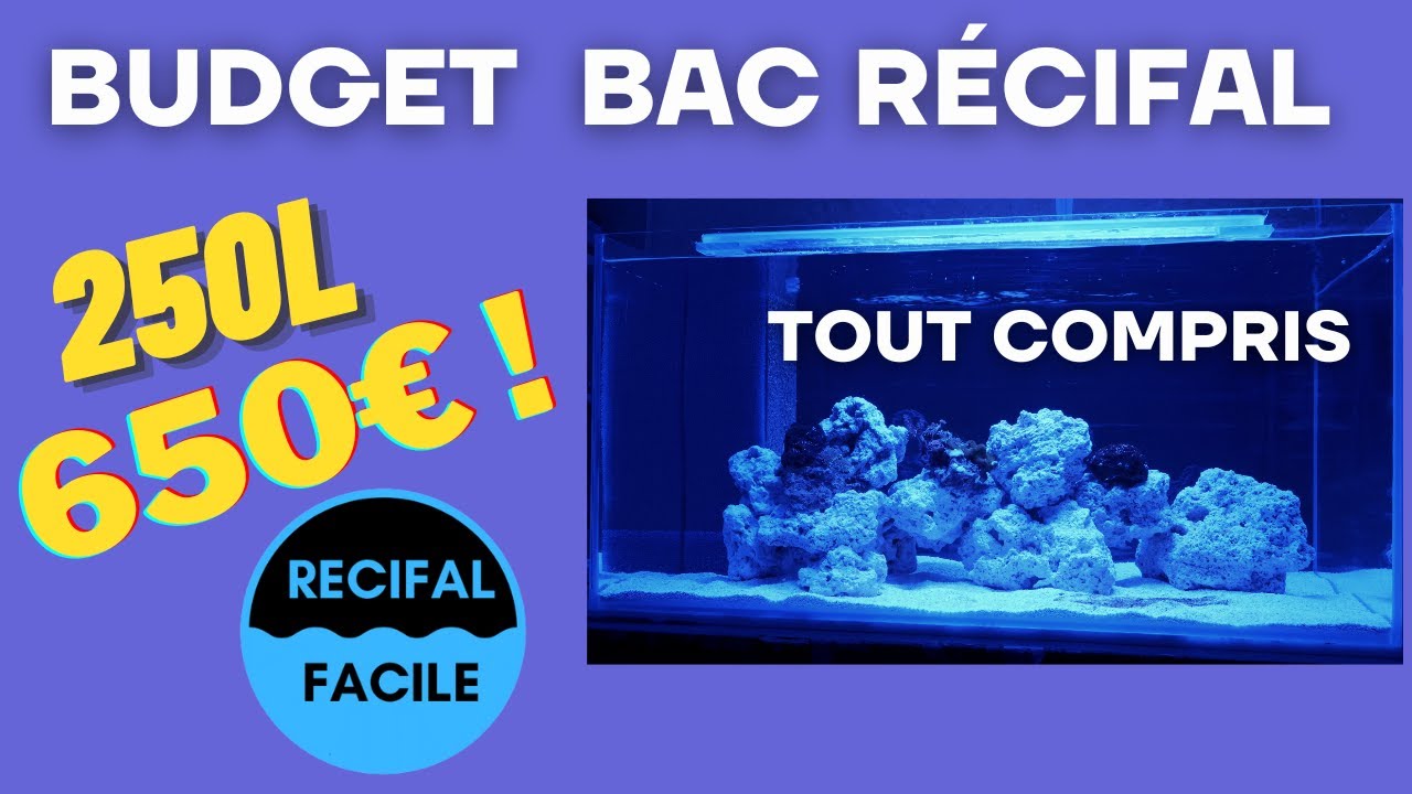 Comment démarrer un bac récifal de 250L et quel budget ?