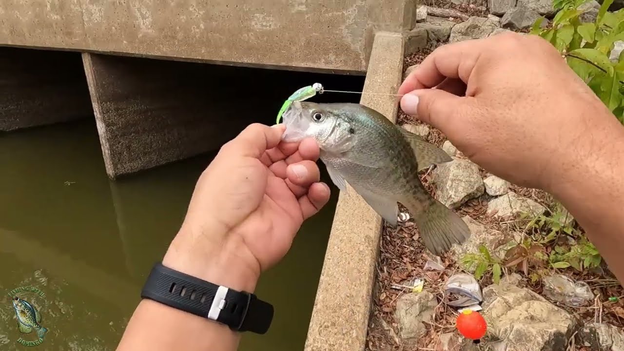 2023-October Creek Fishing Day 2