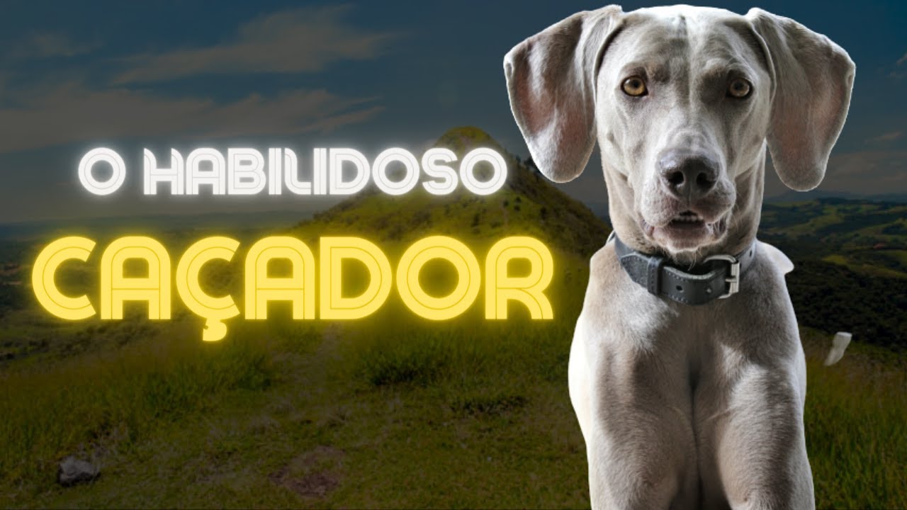 CÃO WEIMARANER:  O HABILIDOSO CAÇADOR DE URSO QUE IMPRESSIONOU TODOS!