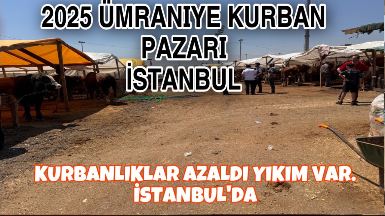 ÜMRANiYE KURBAN PAZARI YIKIM VAR #kurbanlıkfiyatları #büyükbaş #hayvanpazari #canlıhayvan #inek#dana