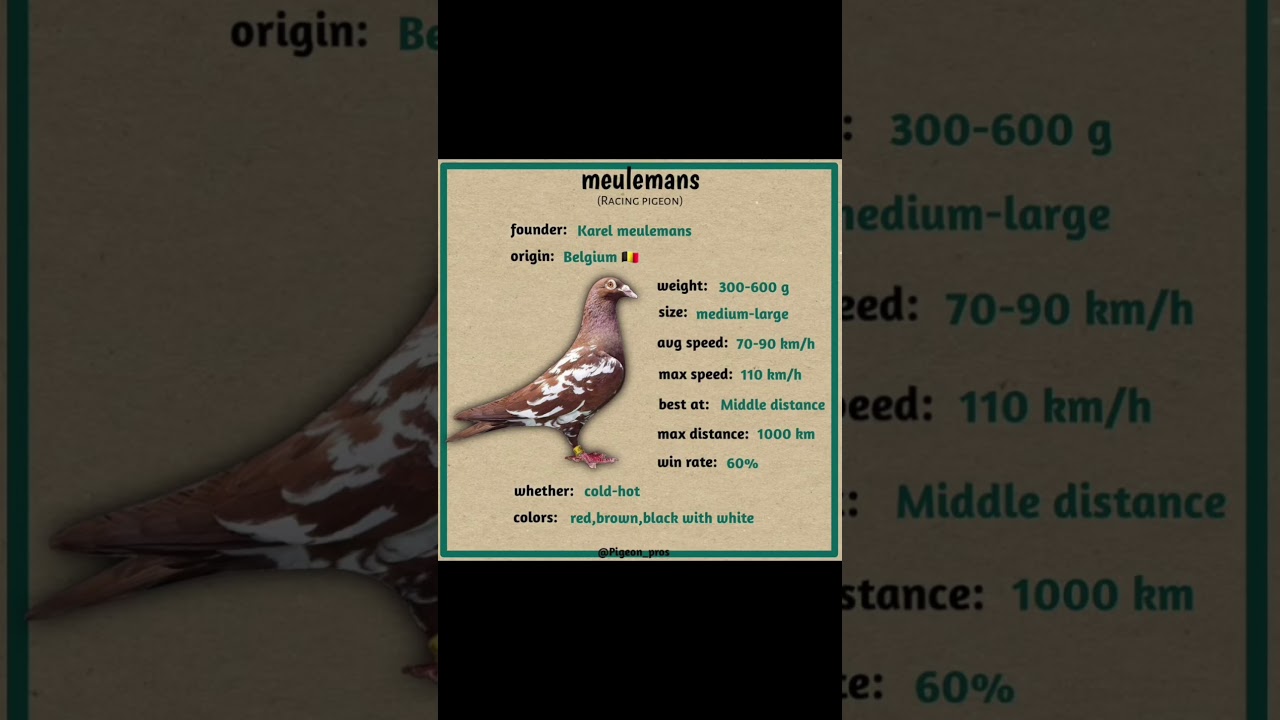 Long distance racing pigeon sion# janardan racing pigeon#kapooter#pigeon#dow