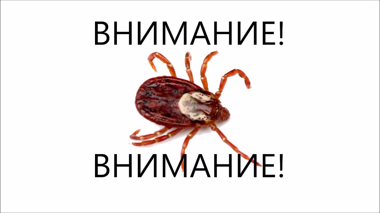 Как защититься от клещей ,костюм Биостоп