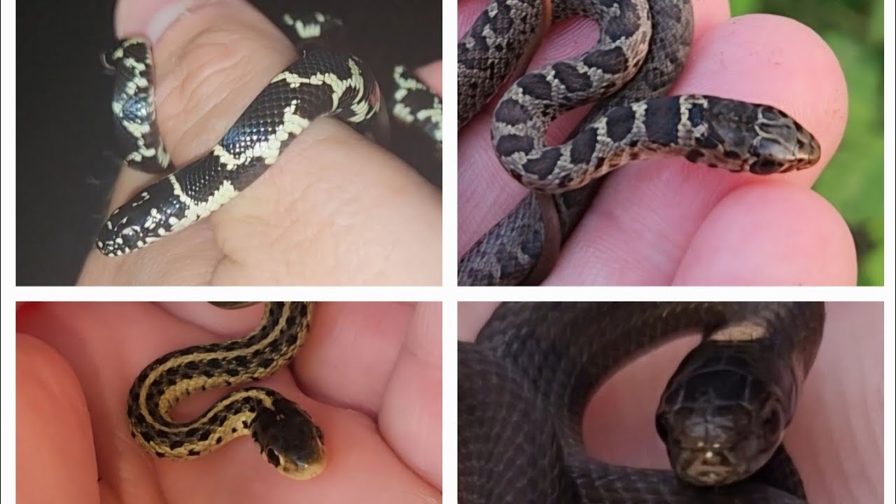 Baby Snakes Everywhere!!! Kingsnake, Redbelly, Racers, & So Much More!