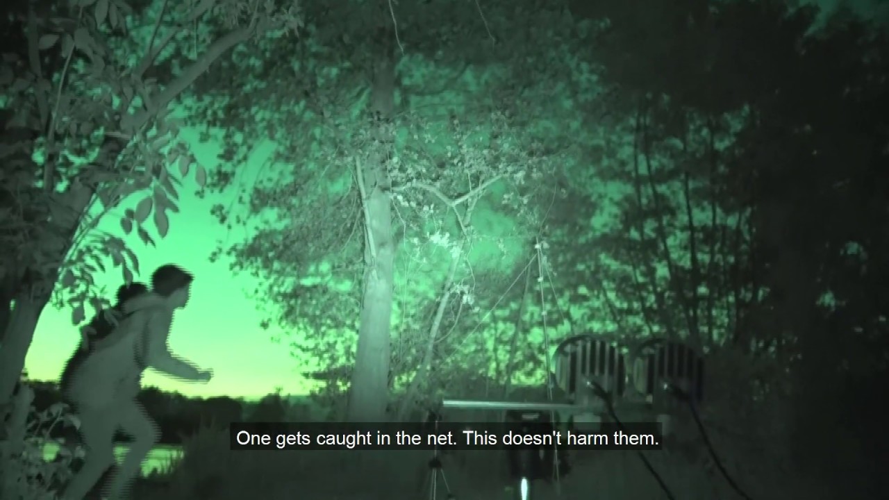 Trapping & Tagging of Nathusius' pipistrelle bats in summer 2019