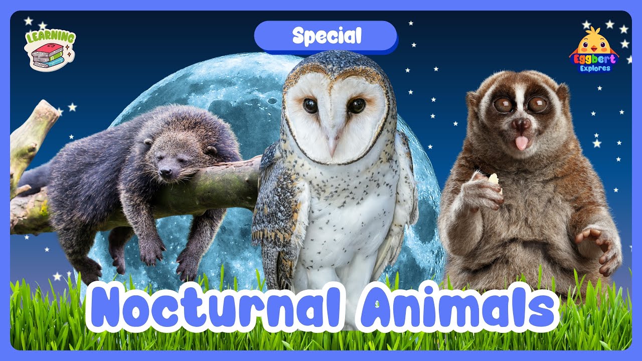 Nocturnal Animals | Educational Animal Quiz for Kids & Preschool | Learn About Night Creatures