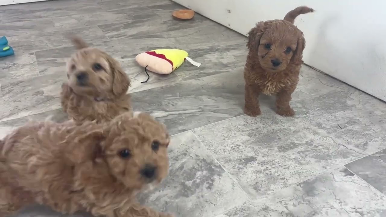 Sadie’s Cavapoochons @ 6 weeks old! 