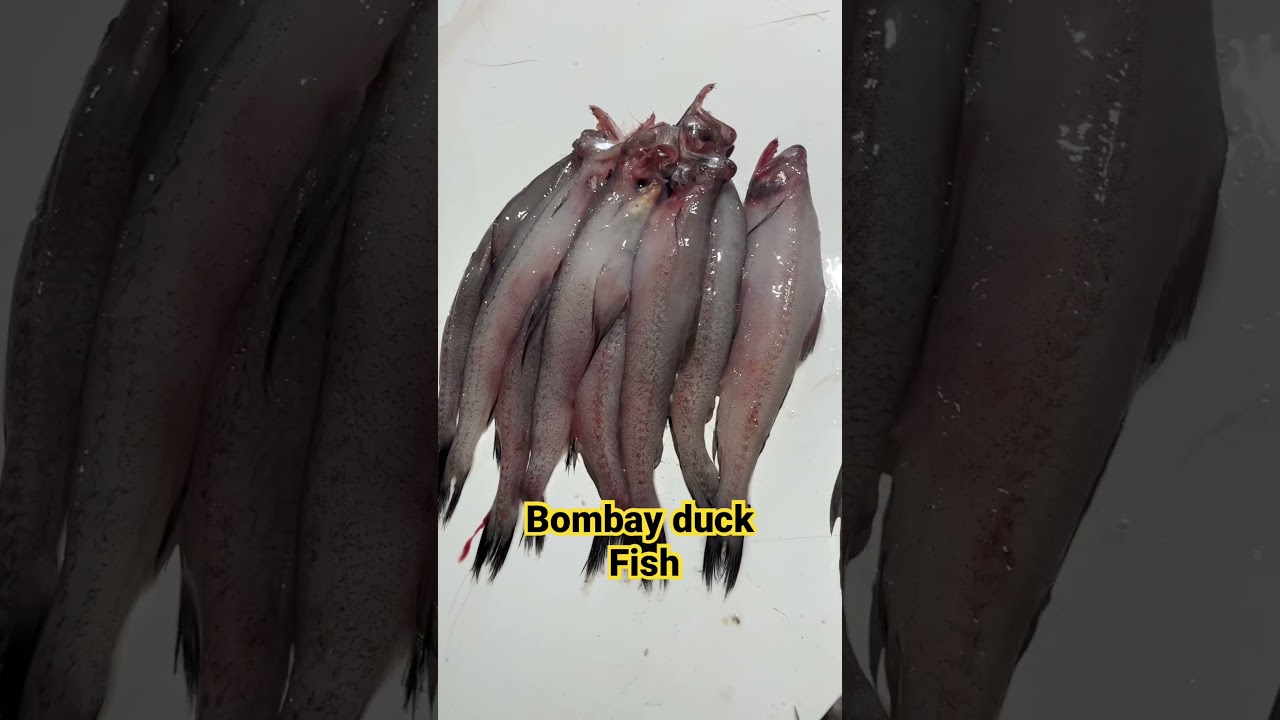 Bombay duck Fish