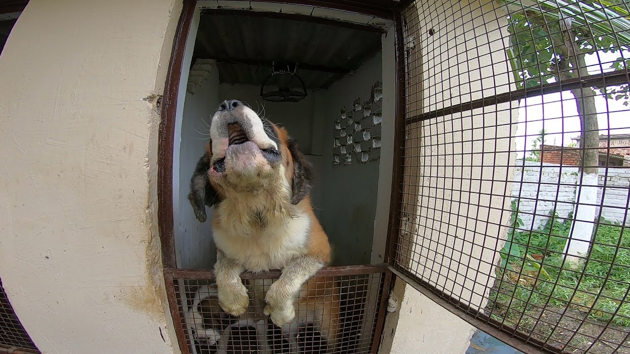 A GAINT SAINT BERNARD !! BARKING !! EXCELLENT QUALITY !! K.C.I !! 7903135882 !! Ranchi pets !!