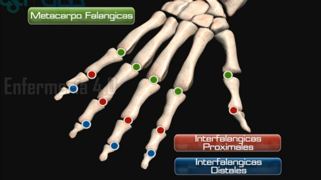 🌟ANATOMÍA DE LA MANO Y MUÑECA🌟